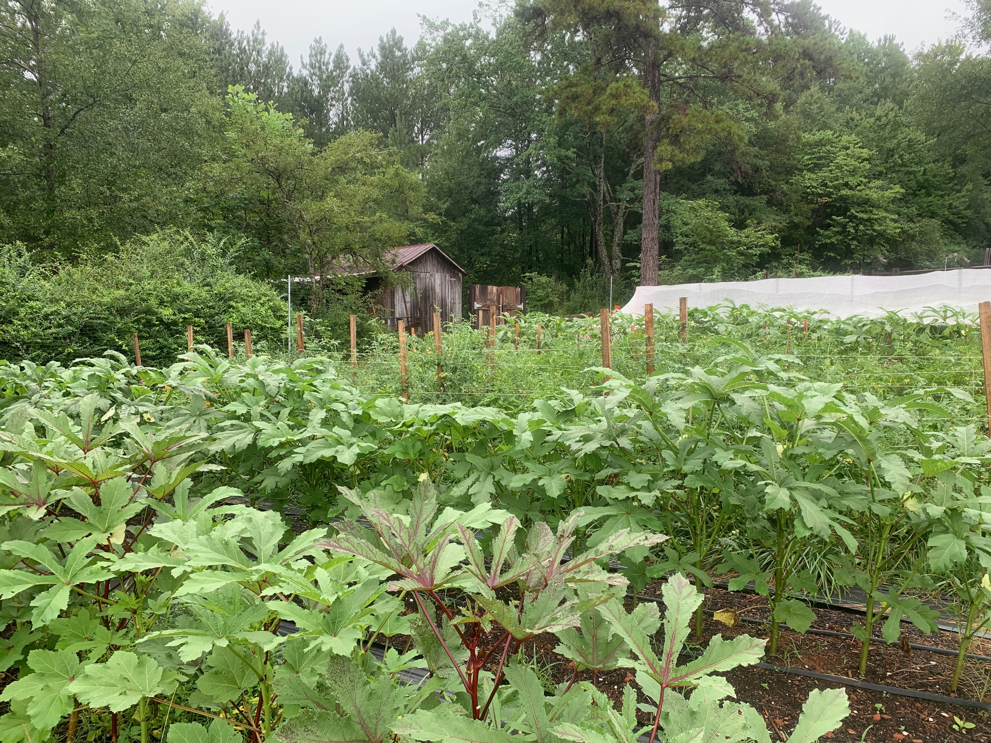 Good Company, Back to School Bonanza, Farming Classes, Picklepalooza!